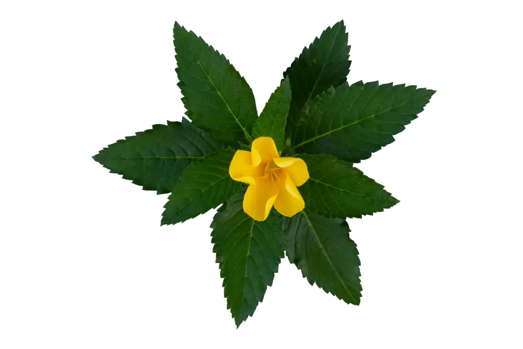 Damiana Nature of Spirit Tabakersatz