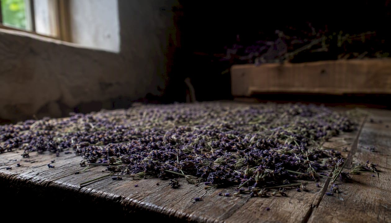 Frisch geschnittener Lavendel liegt zum Trocknen auf einem Holzgestell in einem lichtdurchfluteten Raum.