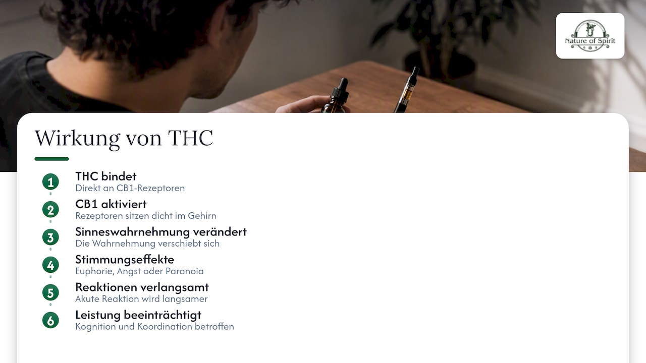 THC bindet an CB1 und löst Rauschwirkungen aus