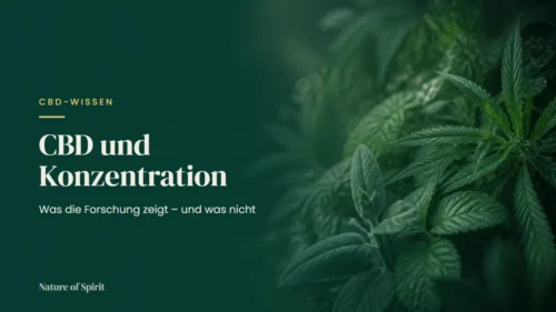 CBD und Konzentration: Was die Forschung zeigt – und was nicht