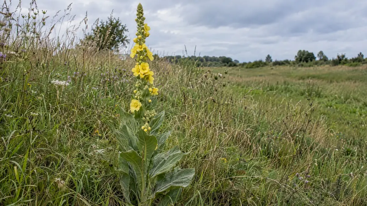 Königskerze mit gelben Blüten und samtigen Blättern